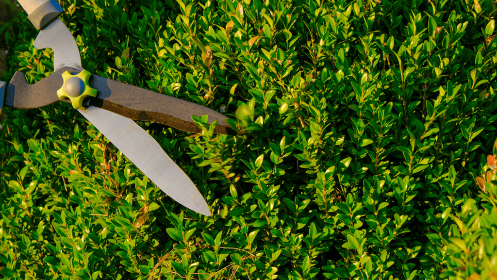 how to sharpen garden shears